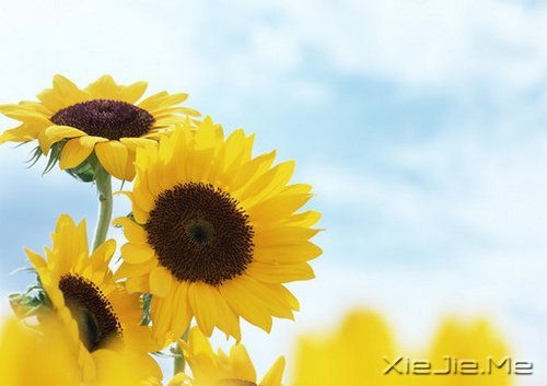 ��һ�����ɣ�ȥ�������� (1)