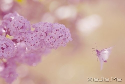 ��һ�����ɣ�ȥ�������� (10)