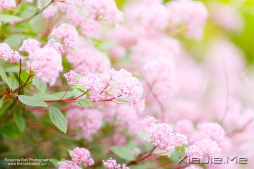 ��Ҫ���ű��˵Ľ�ӡ�����Լ���· (5)