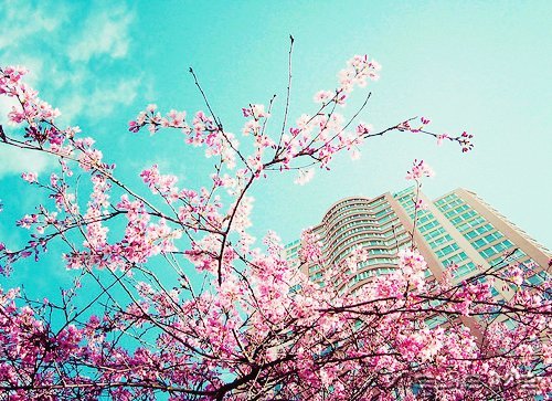 ���������ģ������ǻ� (8)