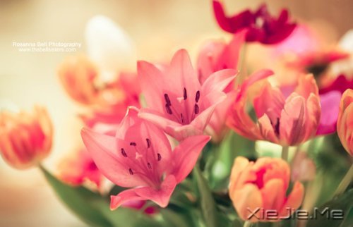 �����������ĸ������ͱ���Ĺ��� (4)