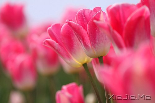 1901~2013����ŵ������ѧ������Ʒ