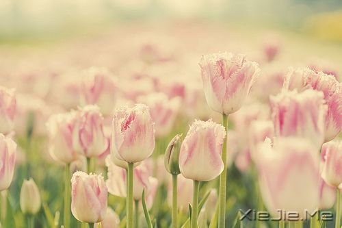 ������鳬1000������